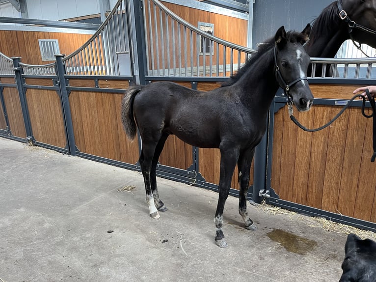 KWPN Hingst Föl (07/2024) Svart in Zwanenburg