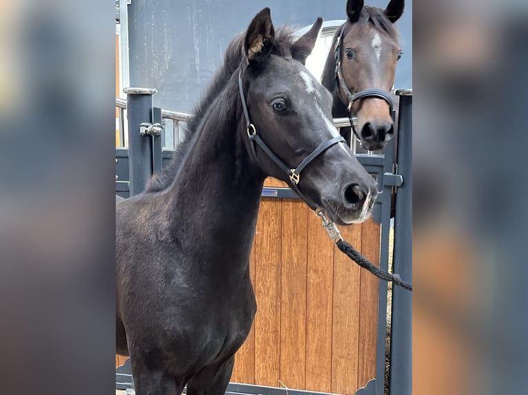 KWPN Hingst Föl (07/2024) Svart in Zwanenburg