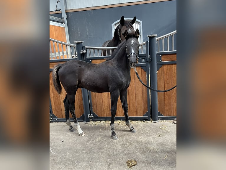 KWPN Hingst Föl (07/2024) Svart in Zwanenburg