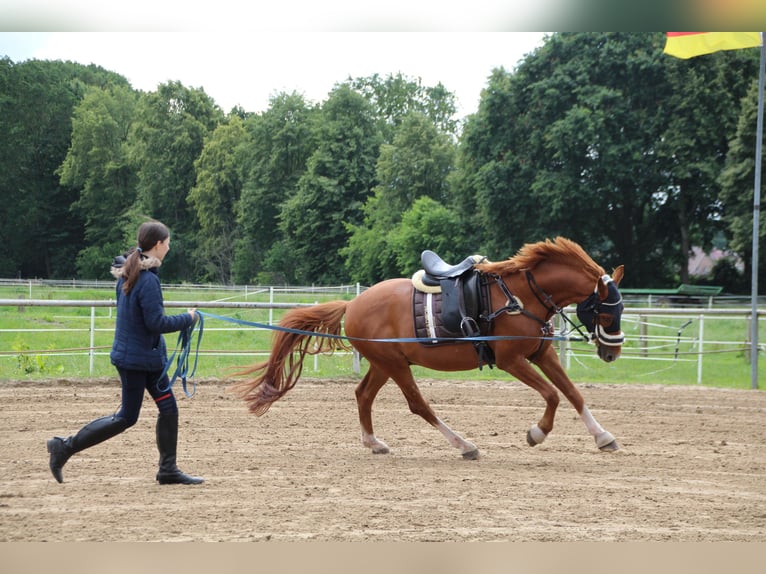 KWPN Hongre 10 Ans 155 cm Alezan in Meppen