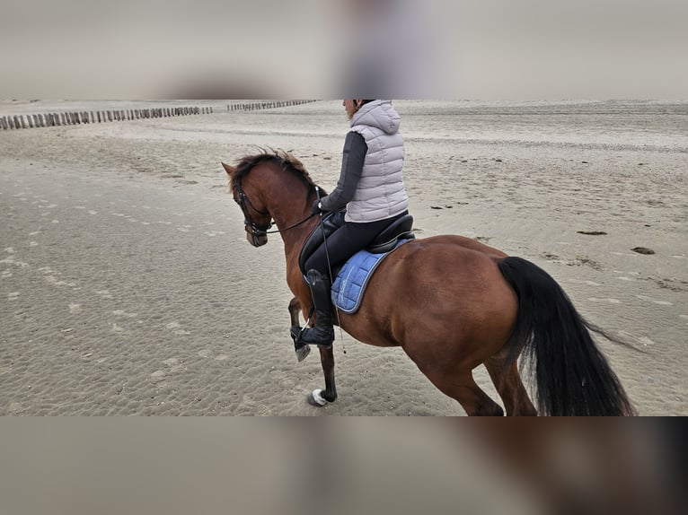 KWPN Hongre 10 Ans 161 cm Bai in Grijpskerke