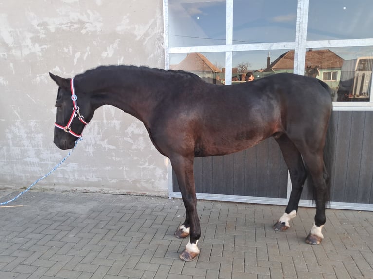 KWPN Hongre 10 Ans 161 cm Noir in Golina Wielka