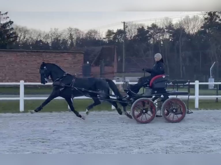 KWPN Hongre 10 Ans 161 cm Noir in Golina Wielka