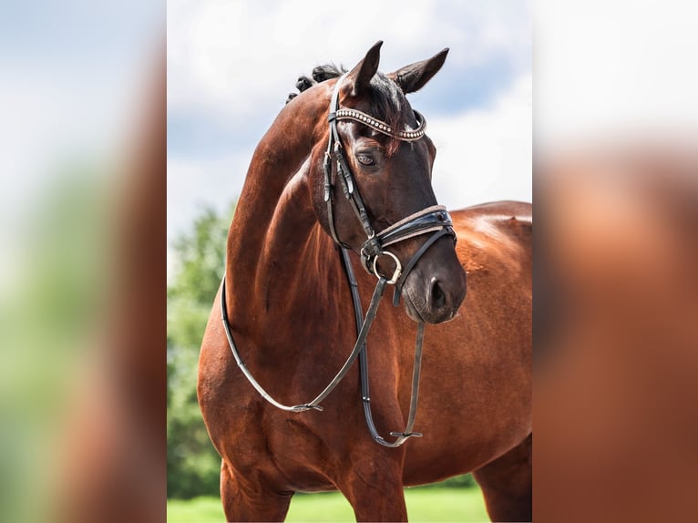 KWPN Hongre 10 Ans 163 cm Bai brun foncé in Abcoude