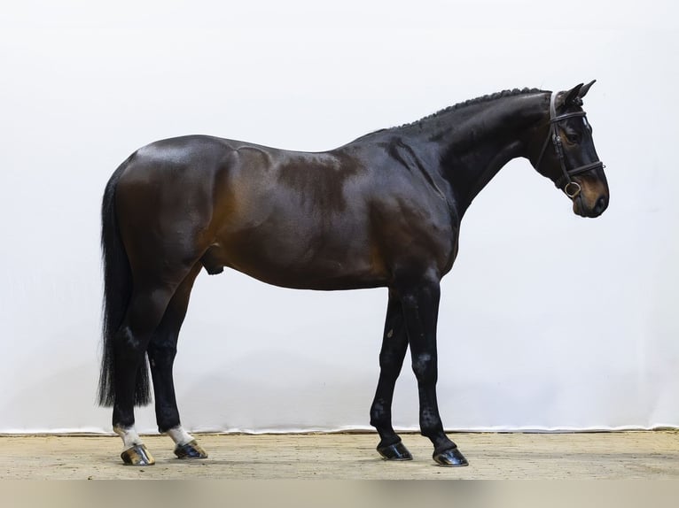 KWPN Hongre 10 Ans 165 cm  in Waddinxveen