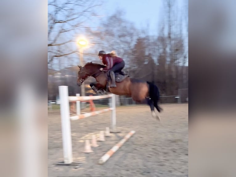 KWPN Hongre 10 Ans 166 cm Bai in Schlins