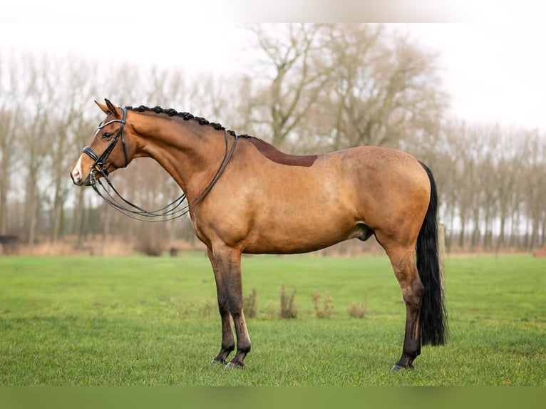 KWPN Croisé Hongre 10 Ans 168 cm Bai cerise in Brugge