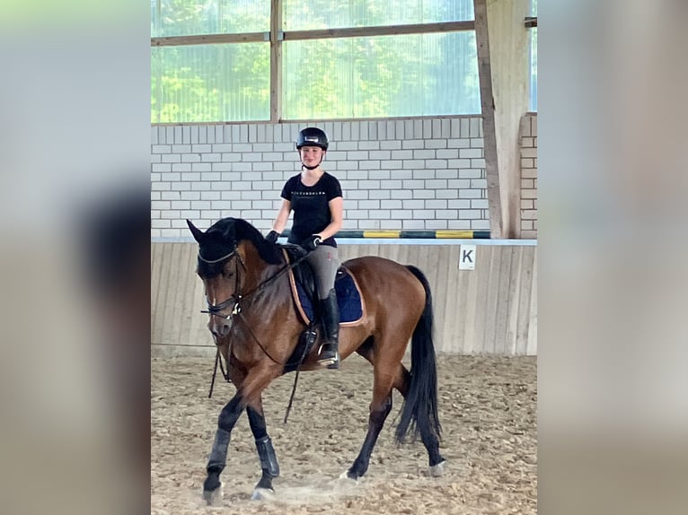 KWPN Hongre 10 Ans 168 cm Bai in Trier