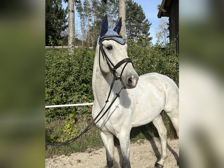 KWPN Hongre 10 Ans 168 cm Gris in Pelmberg