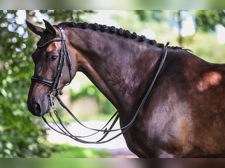 KWPN Hongre 10 Ans 170 cm Bai brun in Ede