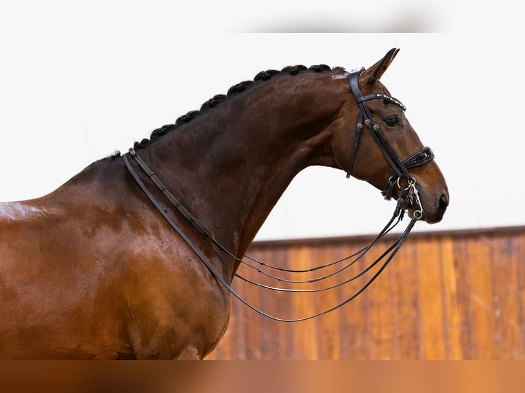 KWPN Hongre 10 Ans 170 cm Bai brun in Kwadijk