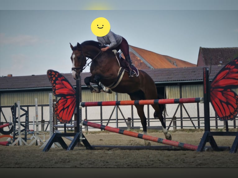 KWPN Hongre 10 Ans 170 cm Bai in Leer (Ostfriesland)