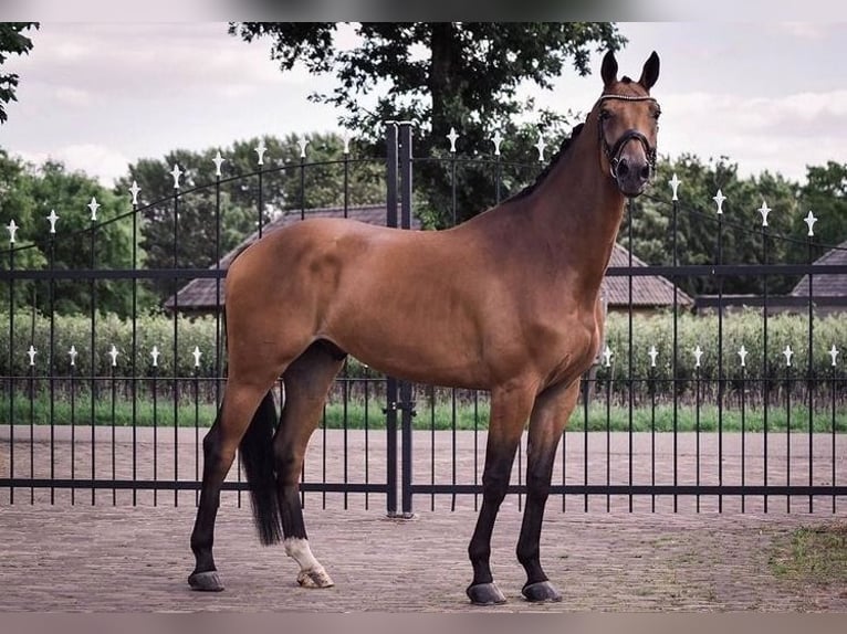 KWPN Hongre 10 Ans 170 cm Bai in Zottegem