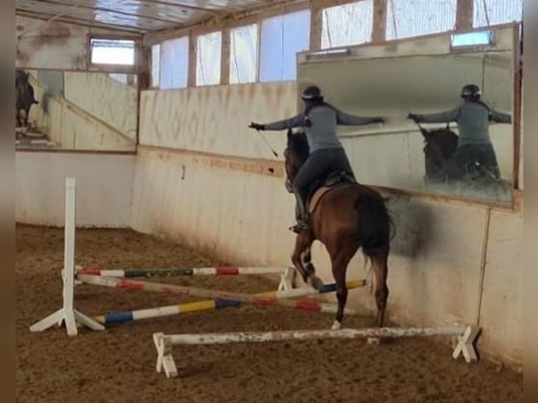 KWPN Hongre 10 Ans 170 cm Bai in Neunkirchen