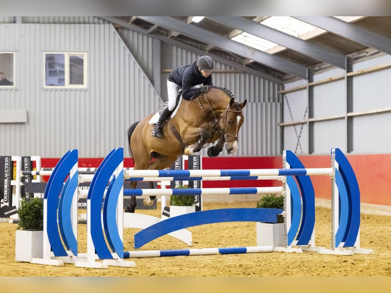 KWPN Hongre 10 Ans 170 cm  in Waddinxveen