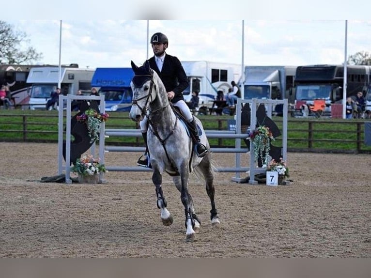 KWPN Hongre 10 Ans 170 cm Gris pommelé in Warwickshire