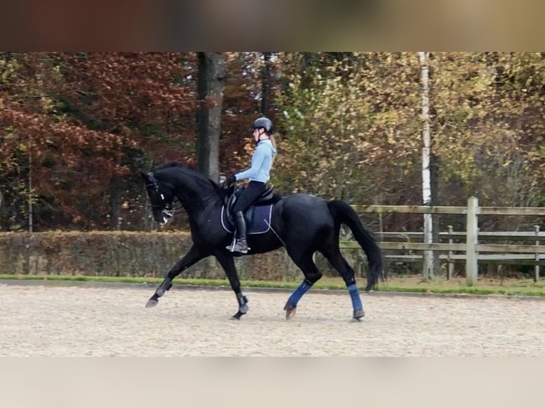 KWPN Hongre 10 Ans 170 cm Noir in Bree