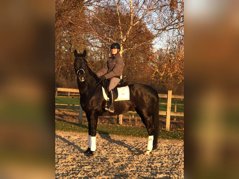 KWPN Hongre 10 Ans 170 cm Noir in Bree