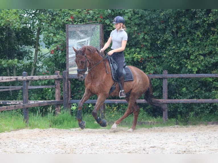 KWPN Hongre 10 Ans 171 cm Alezan brûlé in Emmen