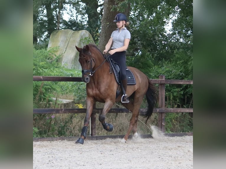 KWPN Hongre 10 Ans 171 cm Alezan brûlé in Emmen