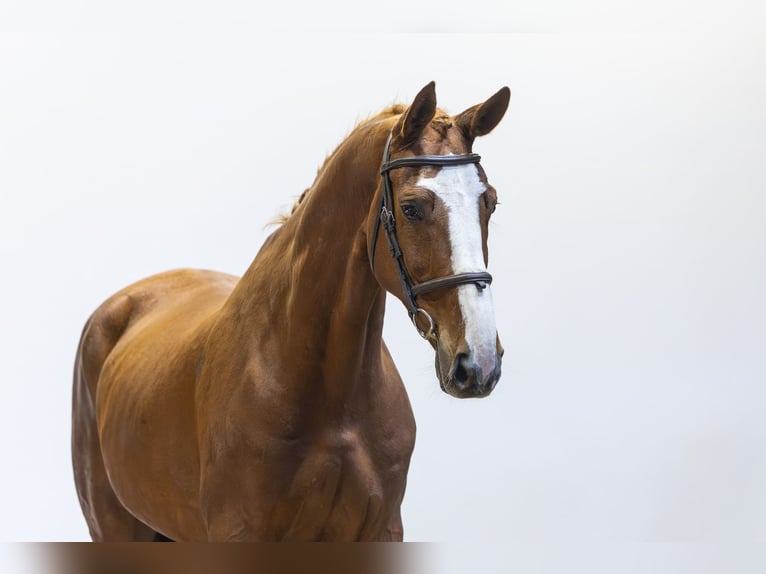 KWPN Hongre 10 Ans 171 cm  in Waddinxveen