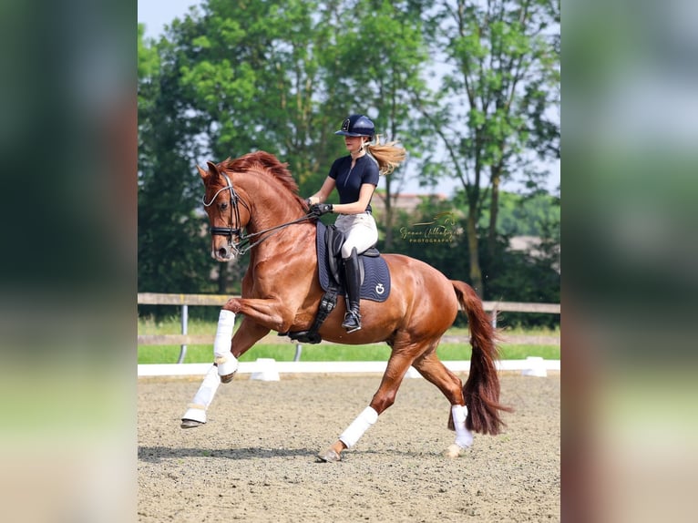 KWPN Hongre 10 Ans 172 cm Alezan in Ammerzoden