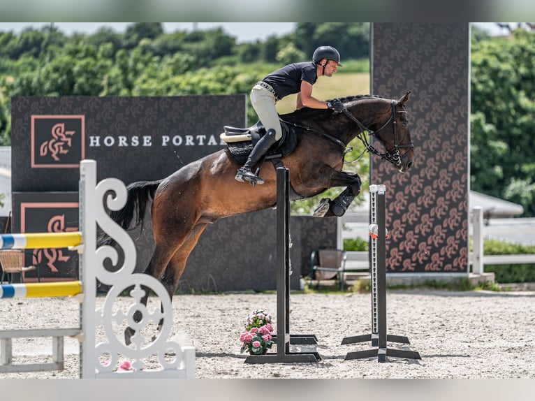 KWPN Hongre 10 Ans 172 cm Bai cerise in zduchovice