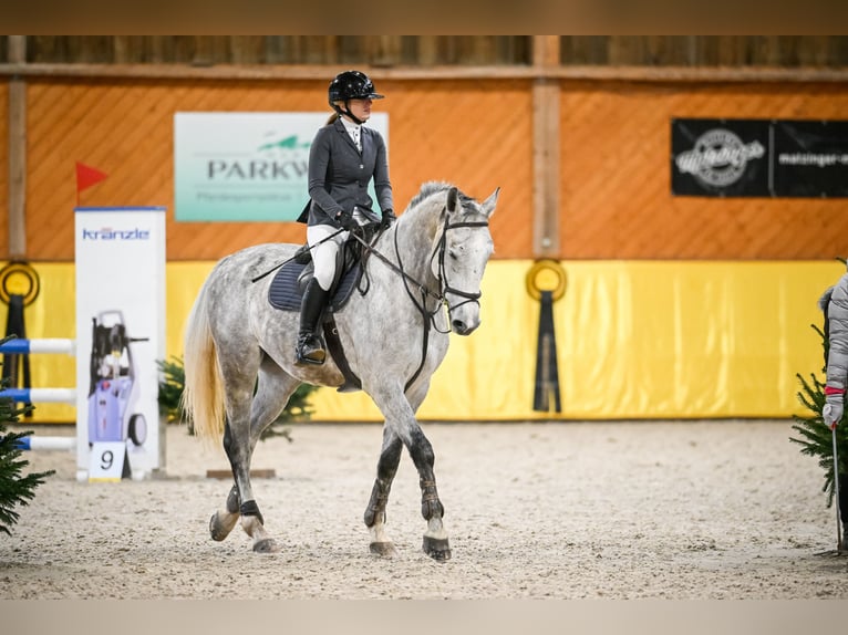 KWPN Hongre 10 Ans 172 cm Gris pommelé in Dielsdorf