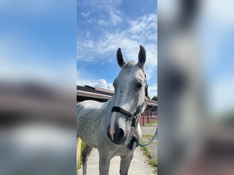 KWPN Hongre 10 Ans 172 cm Gris pommelé in Dielsdorf