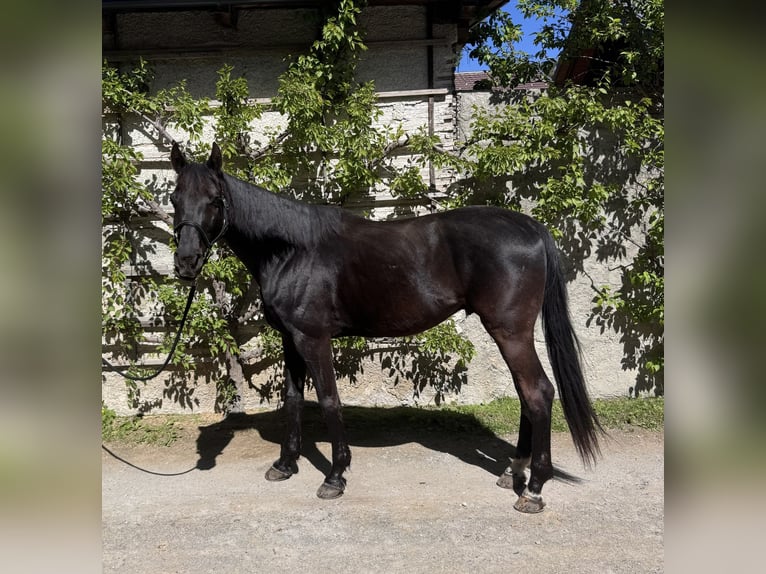 KWPN Hongre 10 Ans 172 cm Noir in Amlach