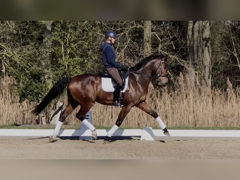 KWPN Hongre 10 Ans 174 cm Bai brun in Bree