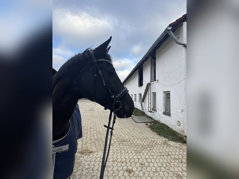 KWPN Hongre 10 Ans 174 cm Noir in Landshut