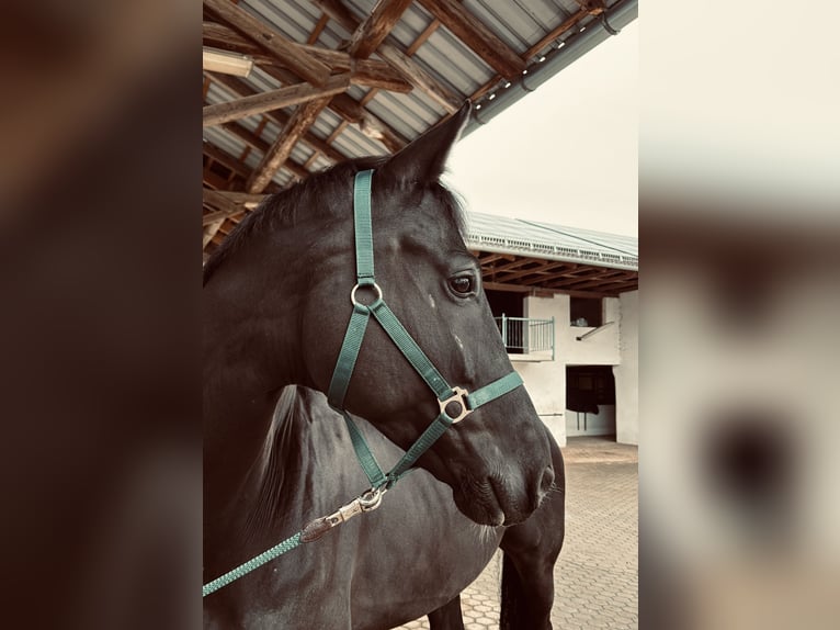KWPN Hongre 10 Ans 174 cm Noir in Landshut