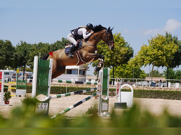 KWPN Hongre 10 Ans 175 cm Alezan brûlé in Torredembarra