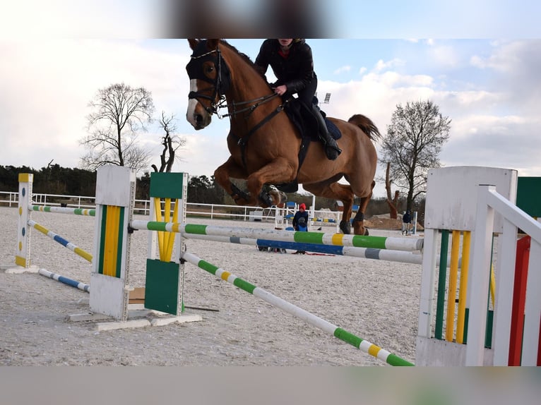 KWPN Hongre 10 Ans 175 cm Alezan in Wysogotowo