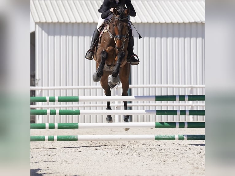 KWPN Hongre 10 Ans 175 cm Bai in El Catllar