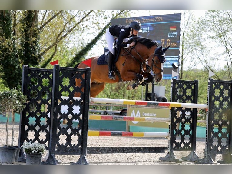 KWPN Hongre 10 Ans 175 cm Bai in Friedberg