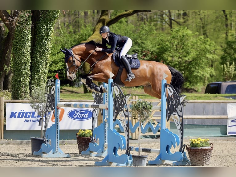 KWPN Hongre 10 Ans 175 cm Bai in Friedberg