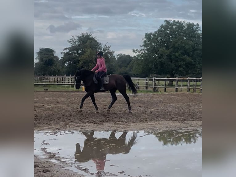 KWPN Hongre 10 Ans 175 cm Noir in Gamaches