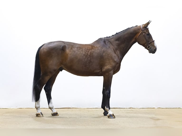 KWPN Hongre 10 Ans 182 cm Bai brun in Waddinxveen