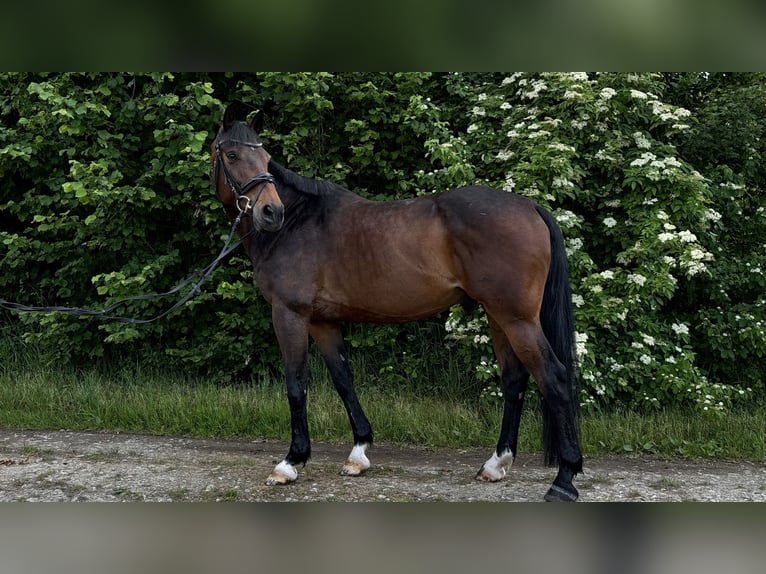 KWPN Hongre 11 Ans 163 cm Bai brun in Haßmersheim