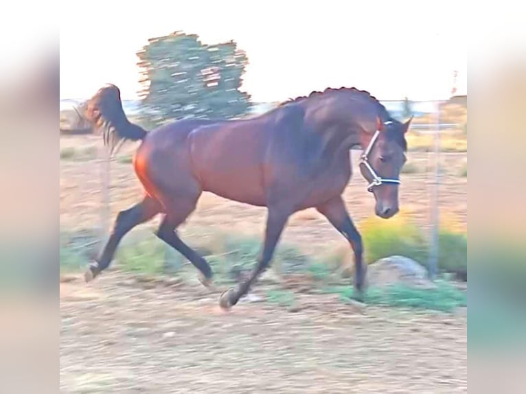 KWPN Hongre 11 Ans 163 cm Bai in Madrid