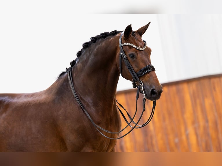 KWPN Hongre 11 Ans 164 cm Bai in Kwadijk