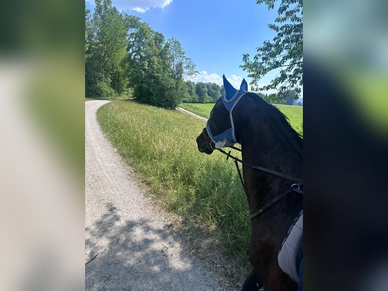 KWPN Hongre 11 Ans 165 cm Noir in Seehausen am Staffelsee