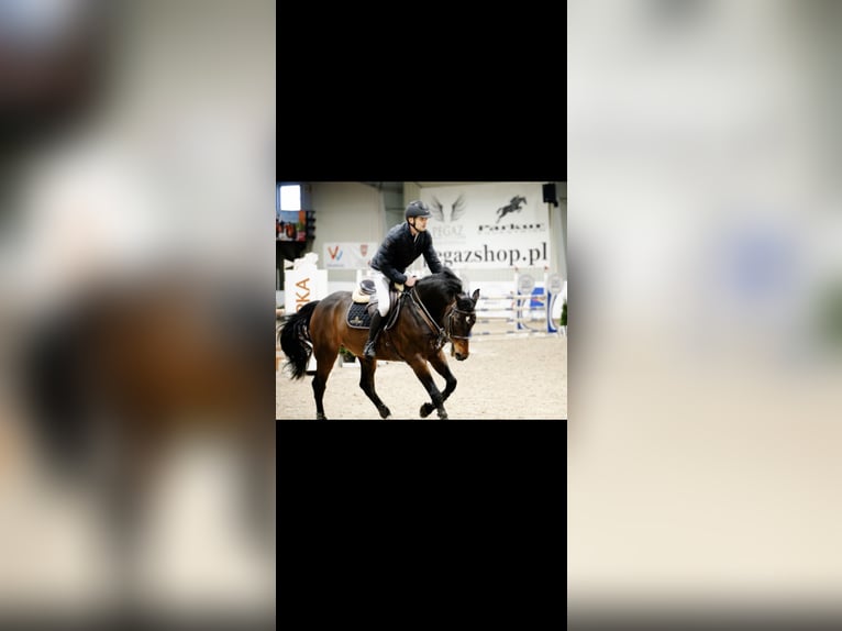 KWPN Hongre 11 Ans 165 cm Noir in Zakrzów