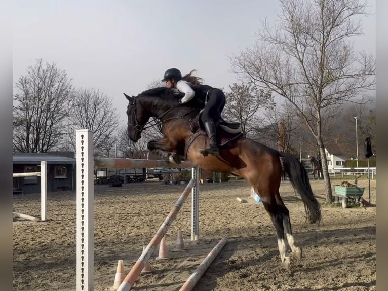 KWPN Hongre 11 Ans 166 cm Bai in Schlins