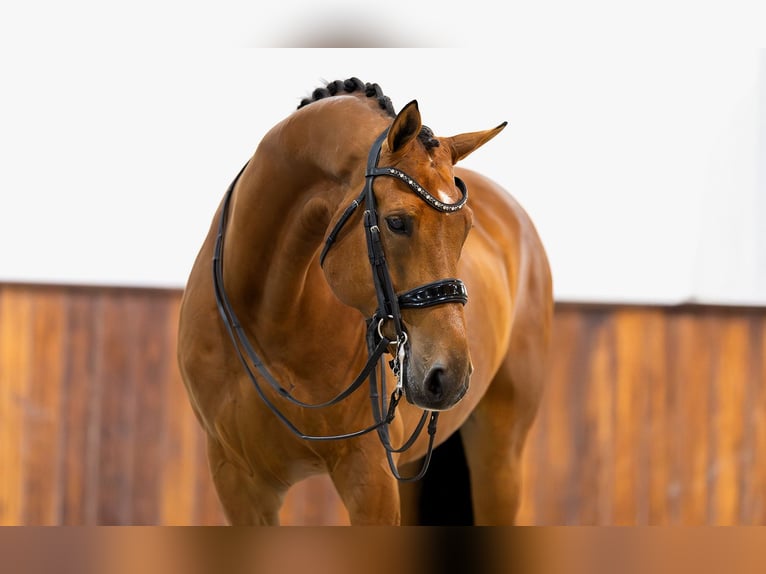 KWPN Hongre 11 Ans 167 cm Bai in Kwadijk