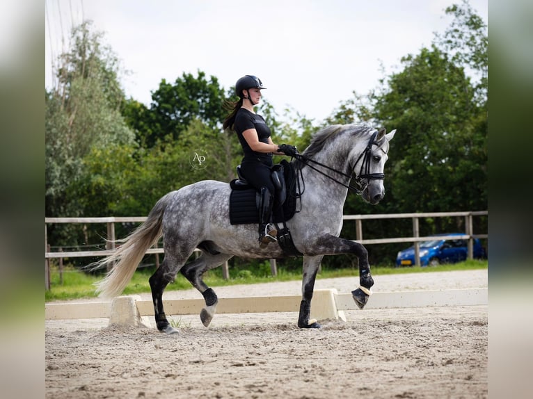 KWPN Croisé Hongre 11 Ans 167 cm Gris in Dordrecht