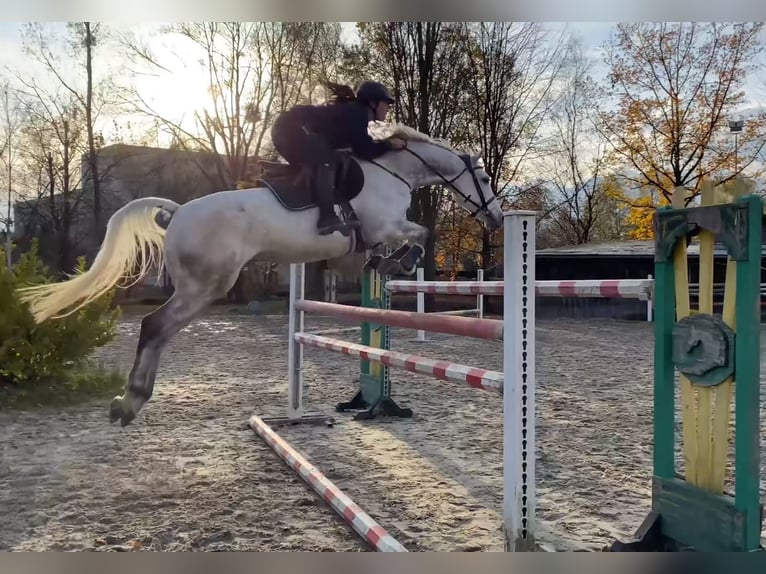 KWPN Hongre 11 Ans 167 cm Gris in Schlins