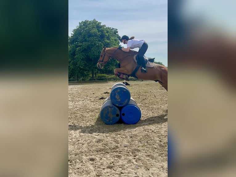 KWPN Hongre 11 Ans 168 cm Alezan in Bornem